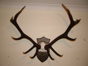 Taxidermy December 2011 005