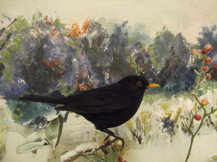 blackbirds-in-snow-009