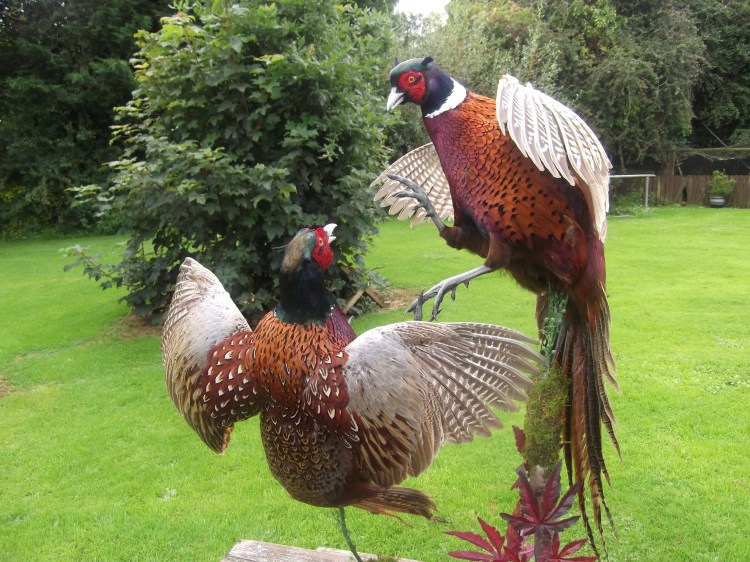 fighting pheasants 008