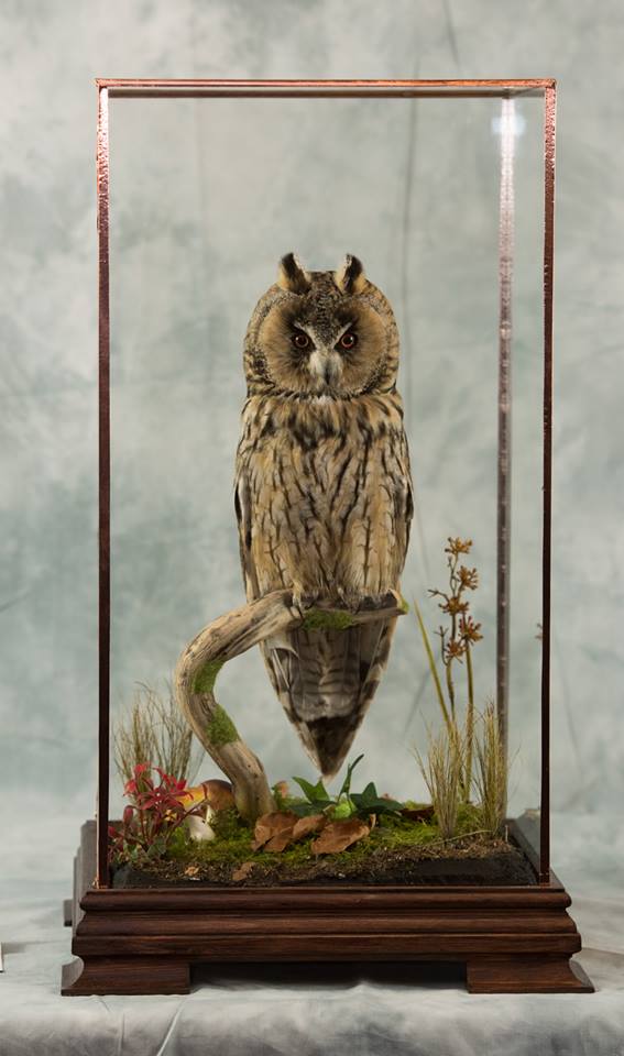 long eared owl aug 2017